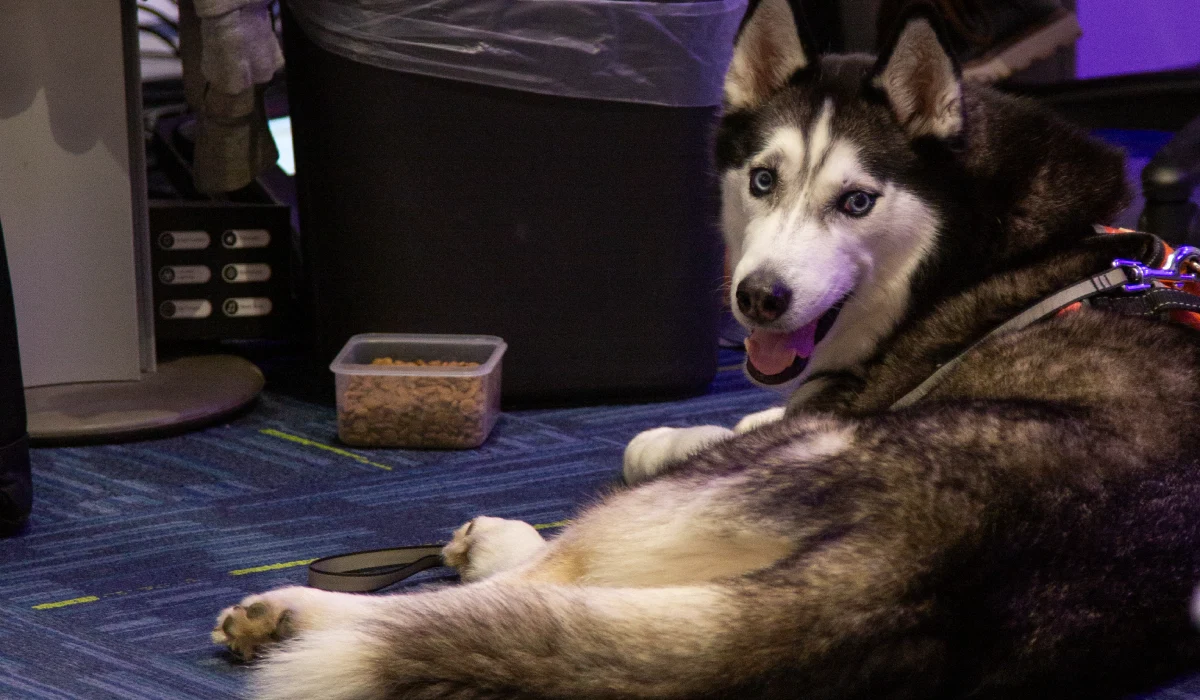 Office dog
